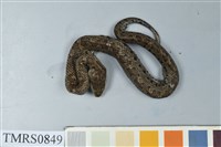 藏品(菊池氏龜殼花)的圖片